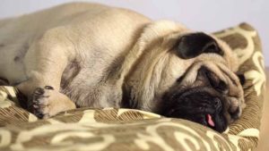pug-sleeping 