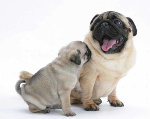pug_dog