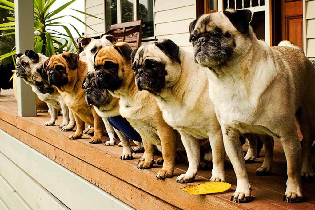 pug-dogs