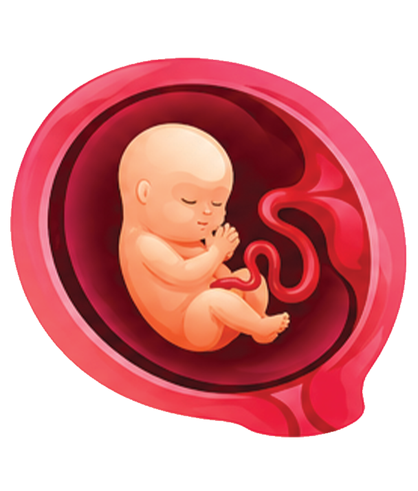 Embryo Image