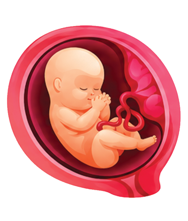 Embryo Image