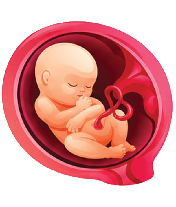 Embryo Image