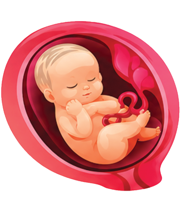 Embryo Image