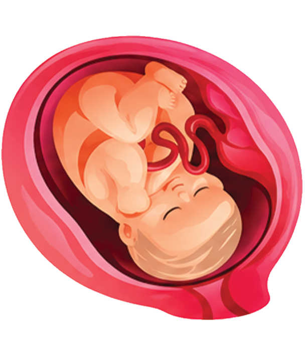 Embryo Image